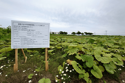 背丈以上もある草と生い茂る植物(7月中旬)の写真です。